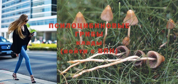 шишки Заводоуковск