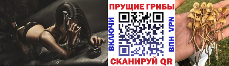 Купить закладки  Бирюч  Псилоцибиновые грибы MAGIC MUSHROOMS 